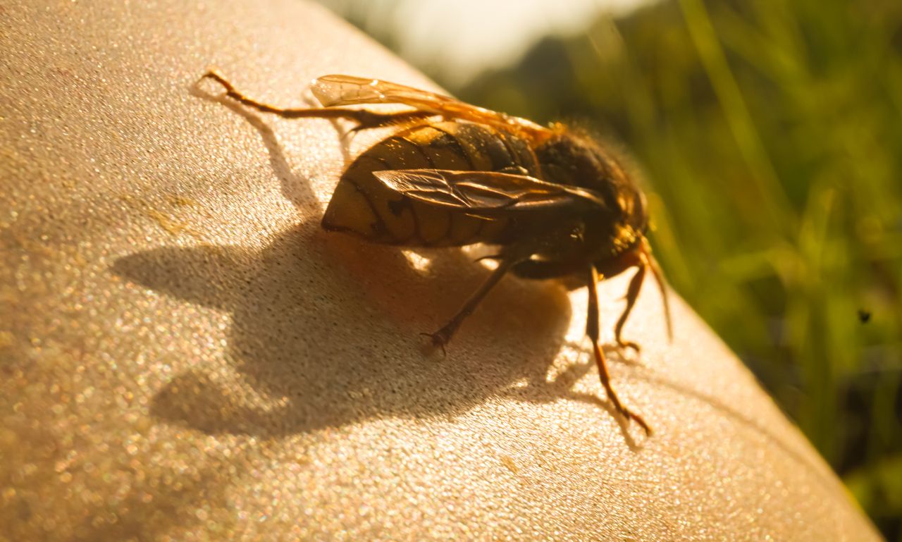 wasp nest removal