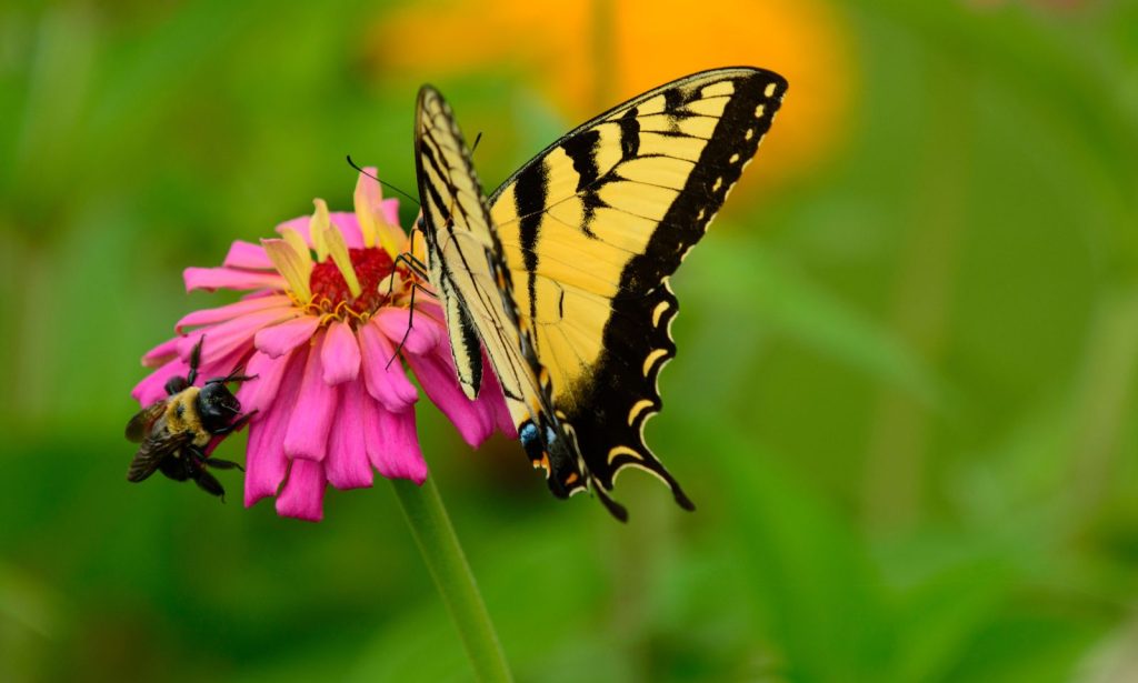 What Plants Keep Wasps Away