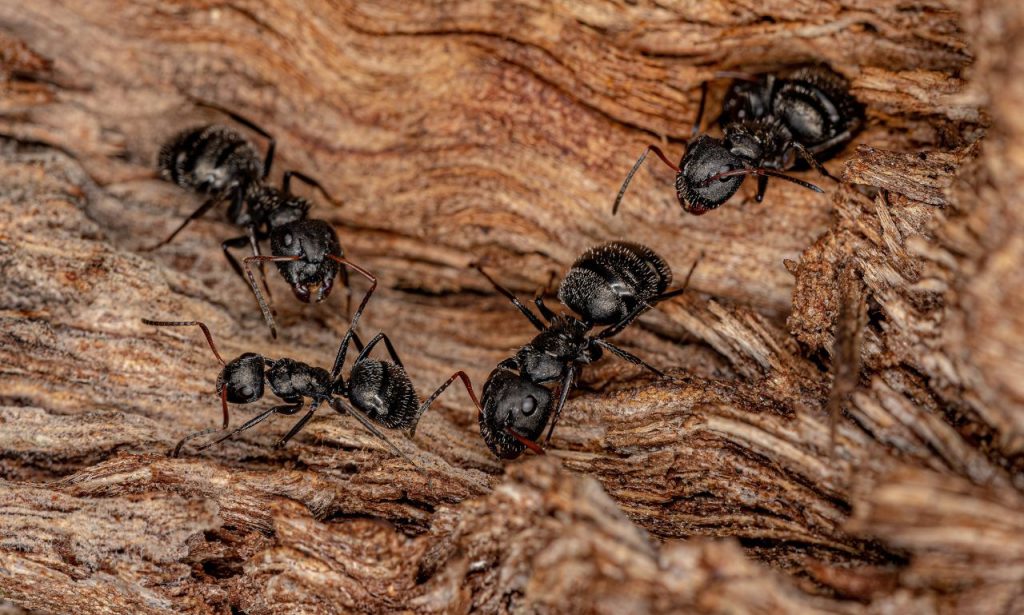 What Attracts Carpenter Ants