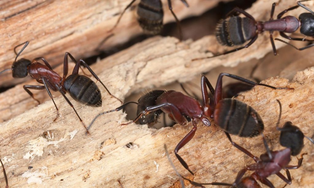 What Attracts Carpenter Ants