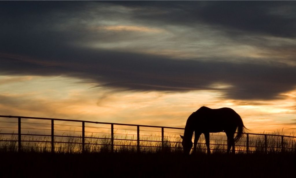 best dude ranches in South Dakota