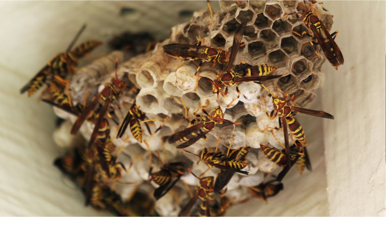 wasp nest removal